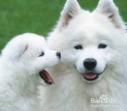 教你萨摩的训练方法