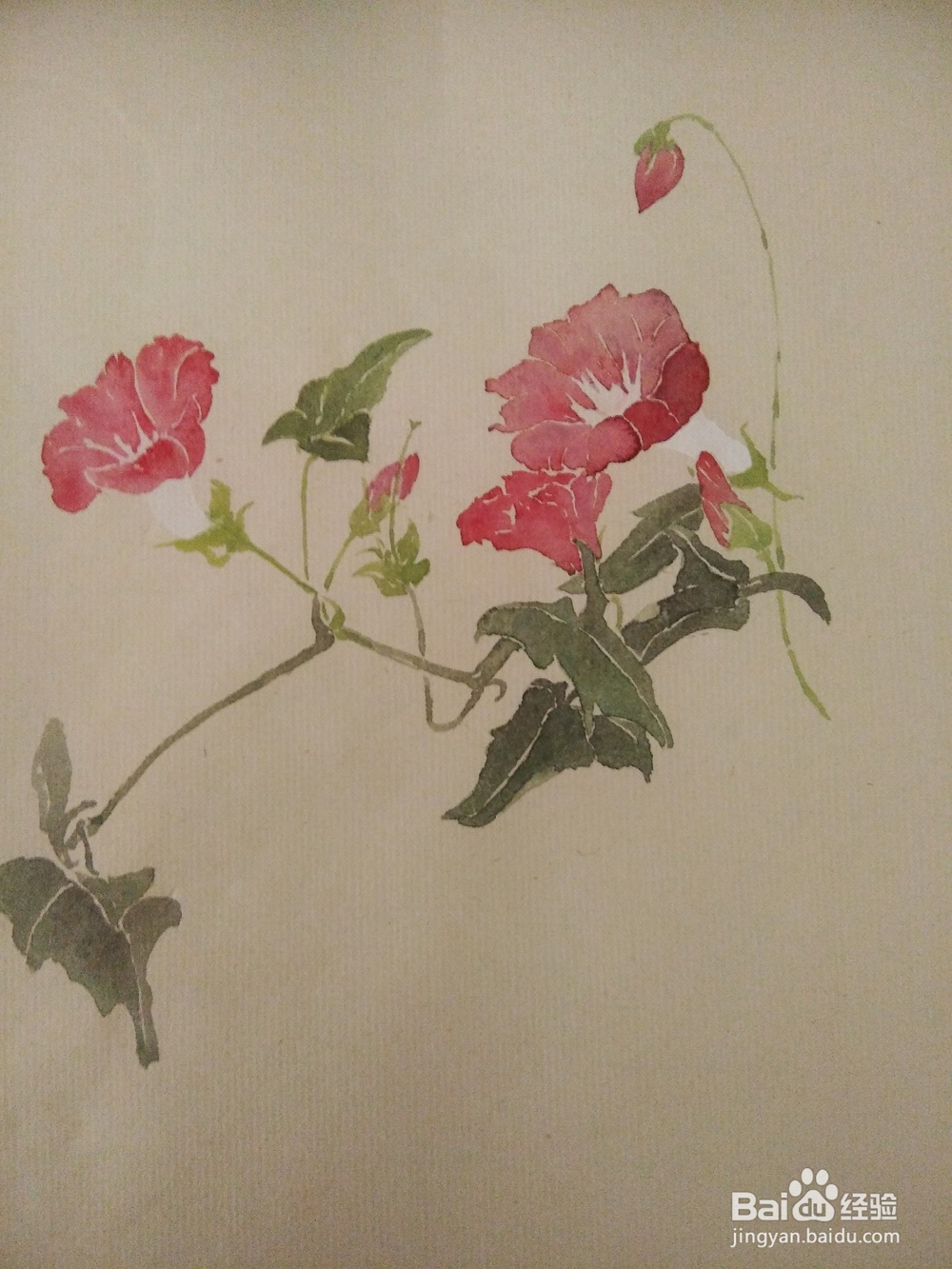 如何用没骨法画缠枝牡丹