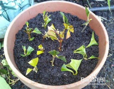 桂花树插枝能活吗?应该怎么插?