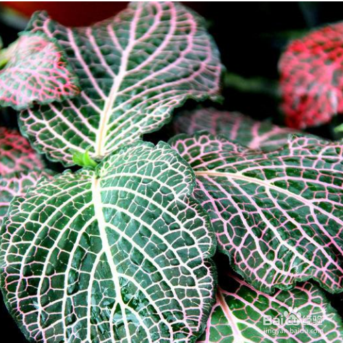 网纹草叶子蔫了应该怎么办？