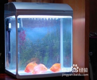 水族箱温度计该如何校对