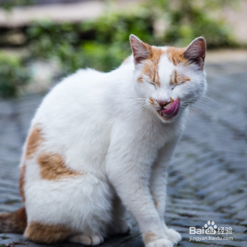 管住很皮的猫咪有哪些方法