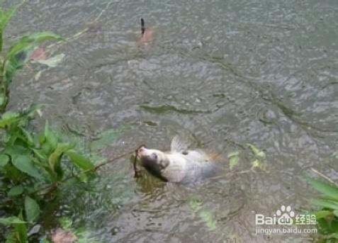 秋天怎么钓鲫鱼【图文】
