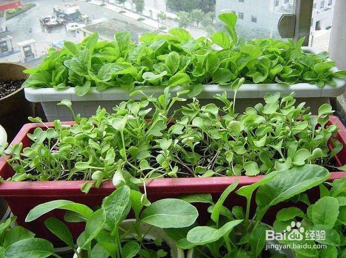 什么蔬菜适合在阳台上种