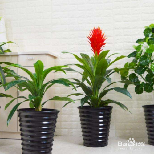 巴西木木桩发霉