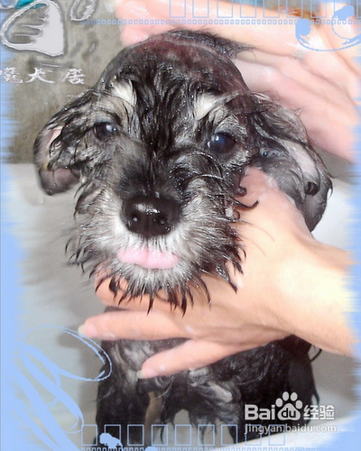 怎么给雪纳瑞洗澡