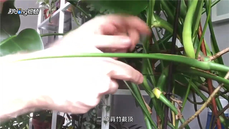 龟背竹怎么修剪