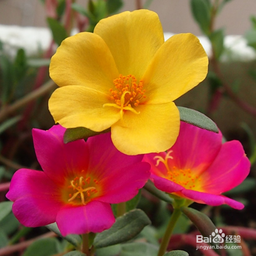 午时花怎么养