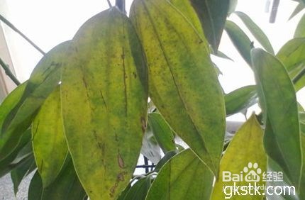 平安树叶子发黄掉落怎么办