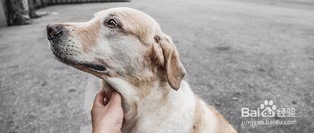 视爱宠如家人,他离世了该如何走出痛苦悲伤?