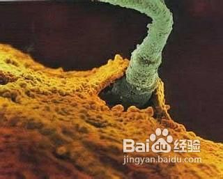 人体那些毫无用处的器官