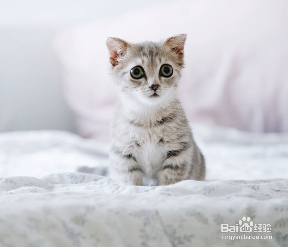 养猫很久后会对生活有怎样的影响？