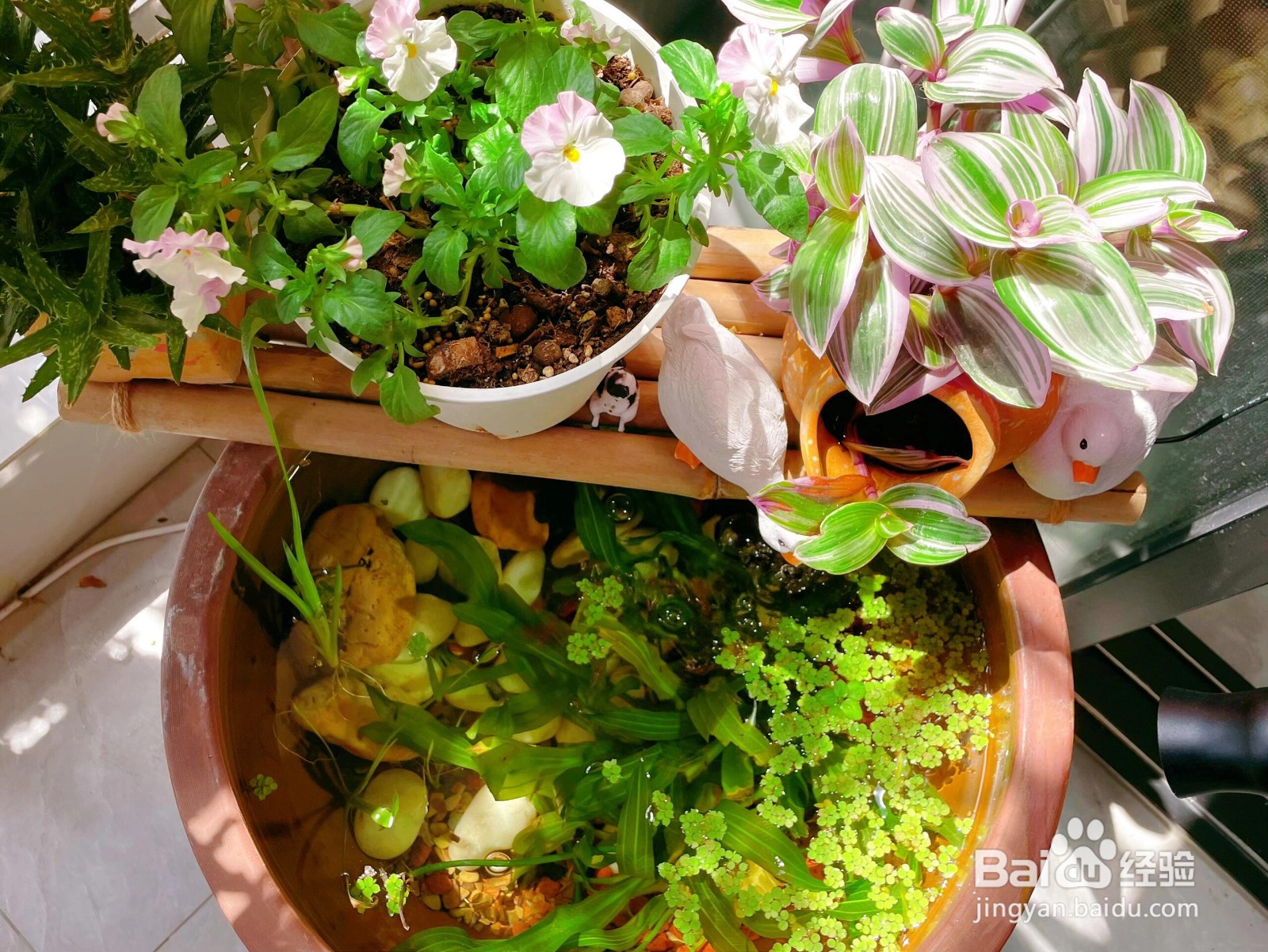 “水中养花：为生活添魔法，解锁多重惊喜好处”