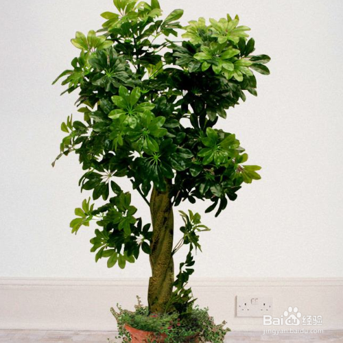 摇钱树叶子发黄该怎么解决?