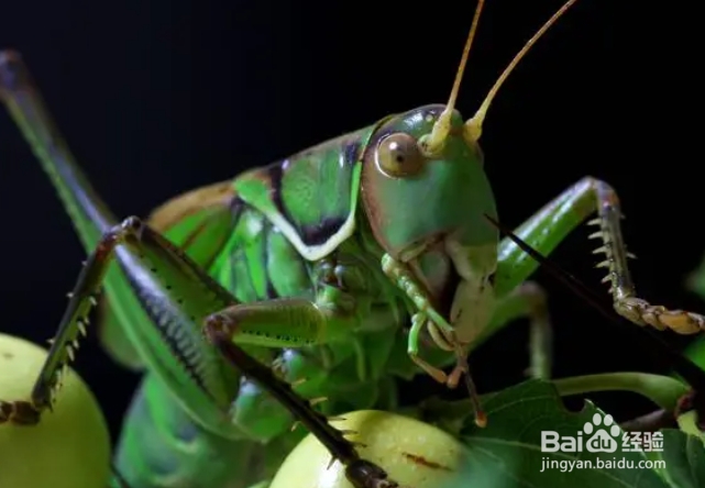 蝈蝈的相关知识