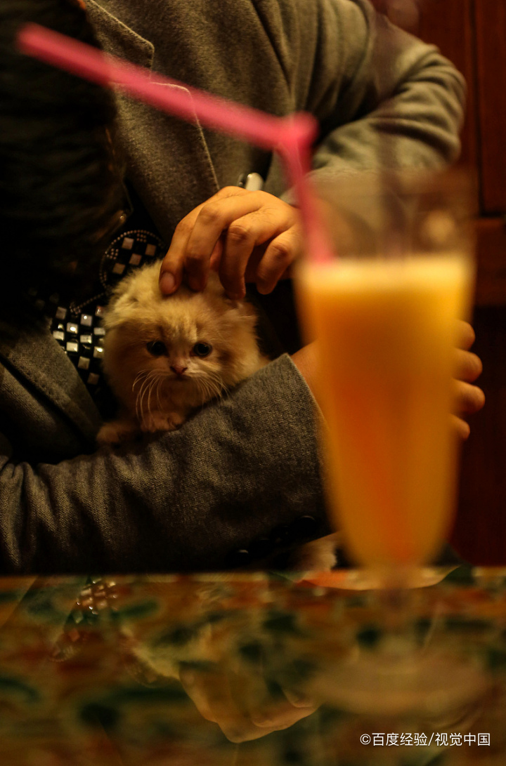 猫只吃猫粮不吃别的怎么办?