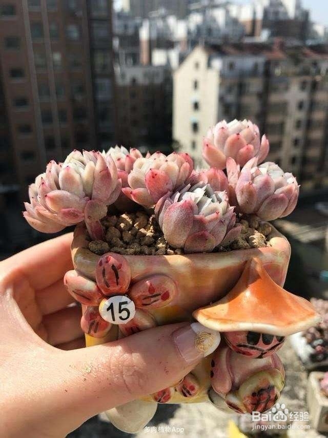 养肉先养根，根系健壮了多肉才能生长更旺盛！