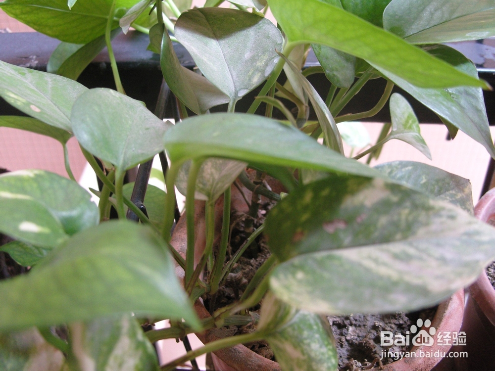 如何养绿萝才会长势旺盛