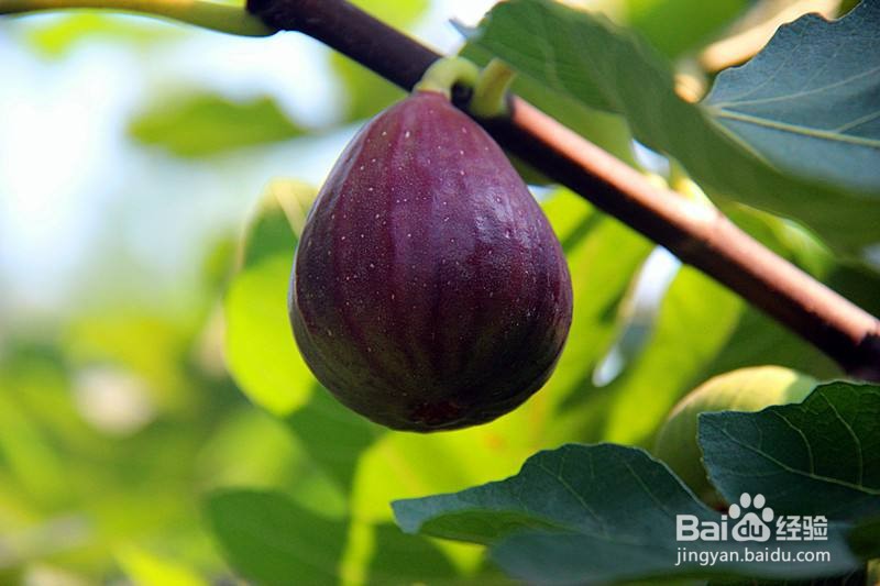 无花果施肥的正确方法