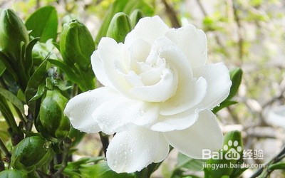 茉莉花的养殖方法和注意事项都有什么？