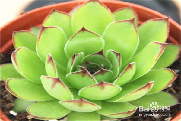 观音莲的养殖方法？