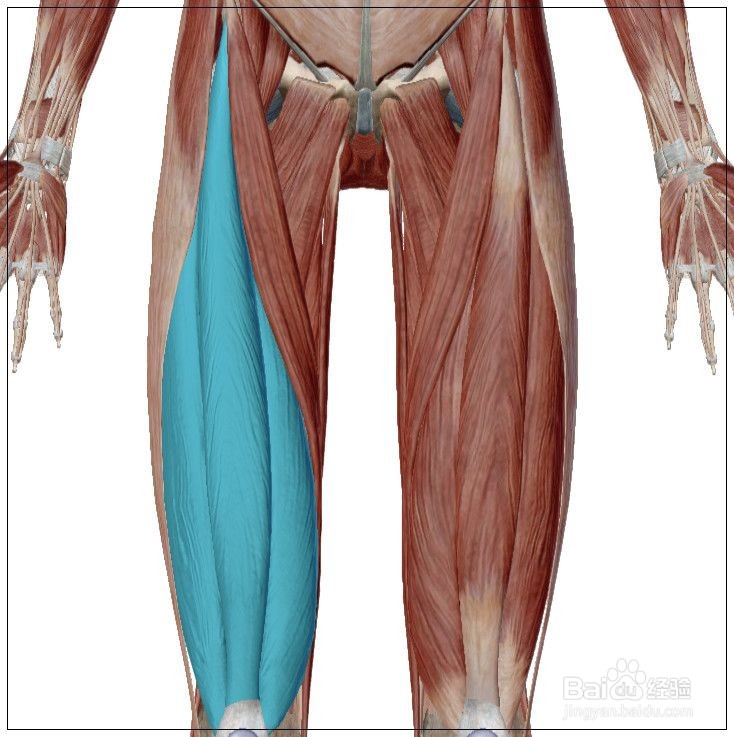 股四头肌拉伸方法有哪些？