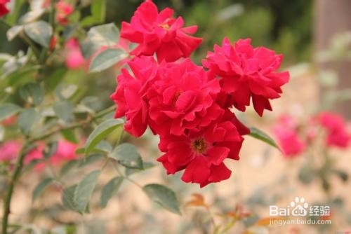 月季花怎么饲养