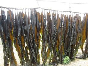 如何存放大米使它不生虫发霉？