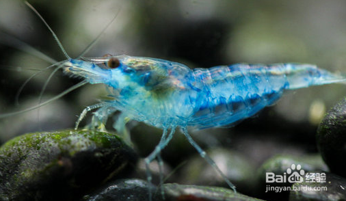 渔公码头海捕野生大虾和其他虾的区别