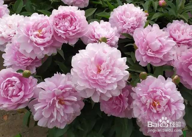 中国名花，五月花神，一开就惊艳全场