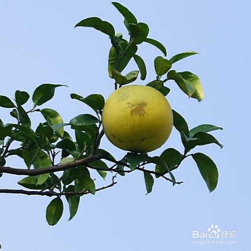 香橼的培育方法和注意事项