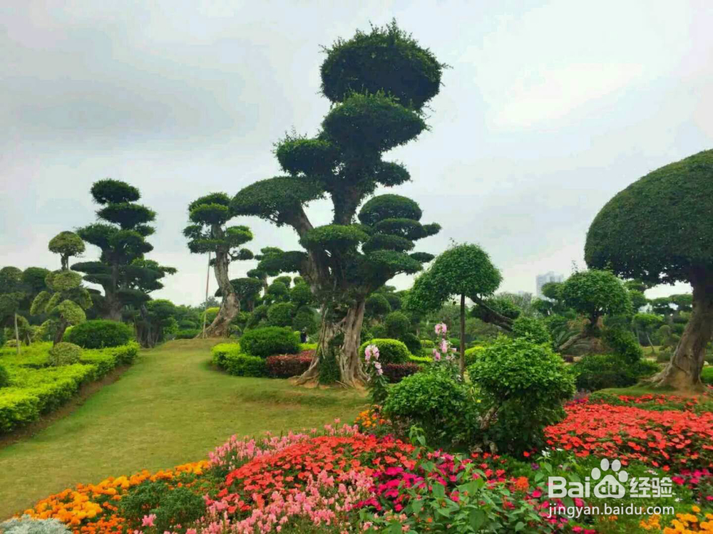广西南宁南湖公园里面、千姿百态的盆景