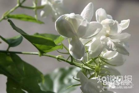 养花才是人生最好的投资，是真的吗