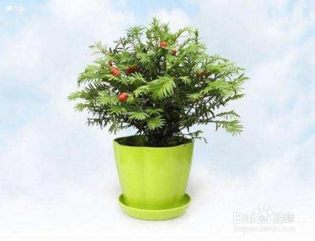 就知道用绿萝吸甲醛,这几种植物净化空气比绿萝好几倍!