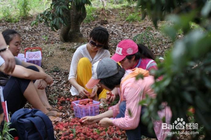 怎样辨识荔枝品种