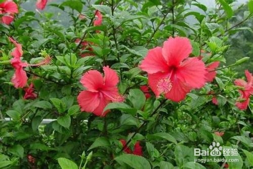 扶桑养殖方法和注意事项