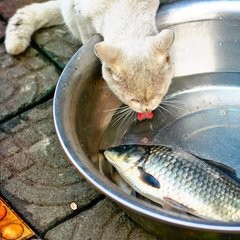 猫咪能吃生鱼生肉吗给猫吃生鱼生肉有何危害