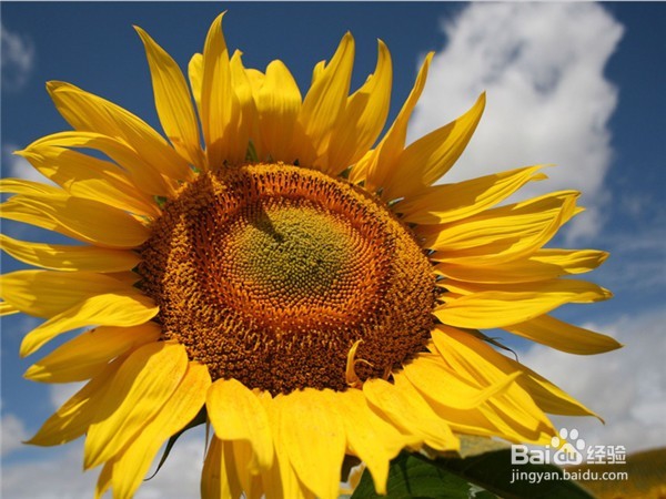 向日葵要如何养护