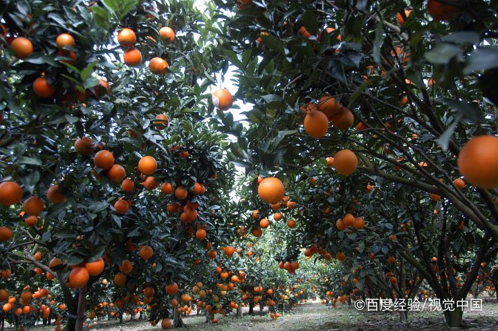 果冻橙的营养价值及功效