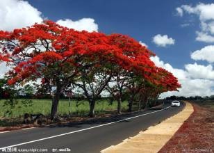 国外的情人节竟然是这个样子