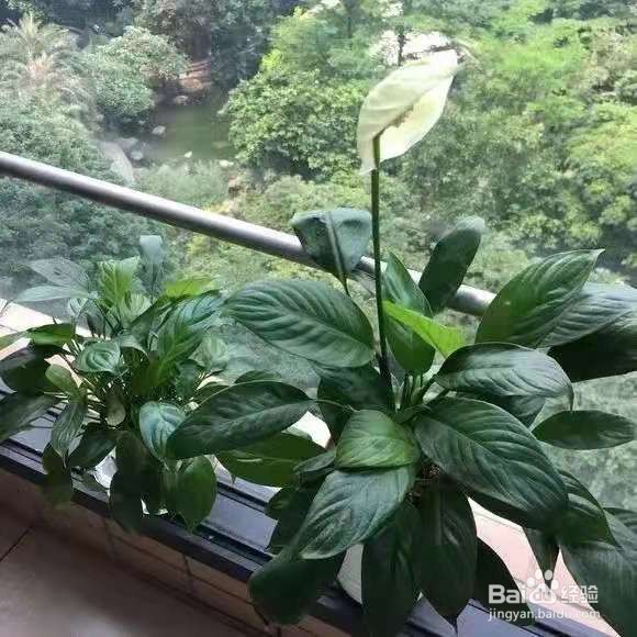 君子兰白掌,4年不开花,这几招分分钟开爆盆