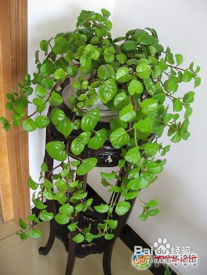 居家植物的摆放方法