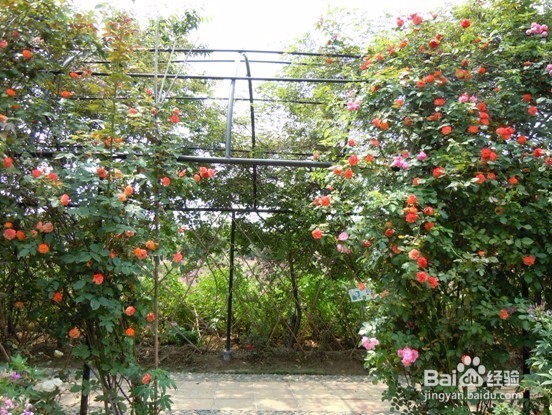 藤本月季如何牵引爬藤