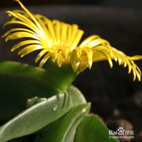 佛手掌叶子发软怎么解决？