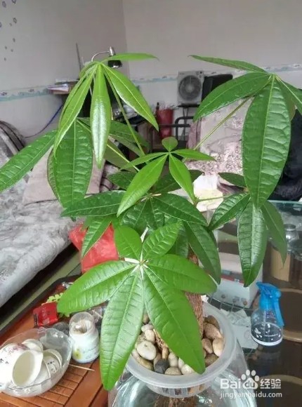 夏天发财树长寿花黑腐烂根,丢水里反而爆盆
