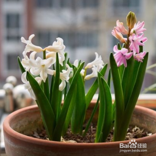 风信子谢了还会再开吗？