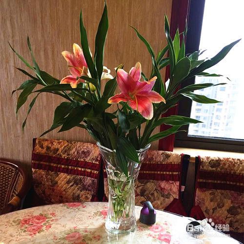 水培百合花的养殖方法和注意事项 百度经验 水培百合花的养殖方法和注意事项 百度经验