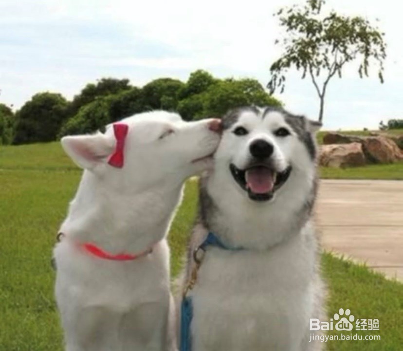 养宠物前需要知道的小知识