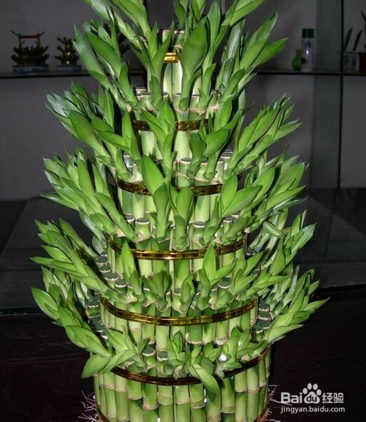 14种植物放入室内的奇异功效----一定要看哟