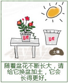 玫瑰花怎么养护